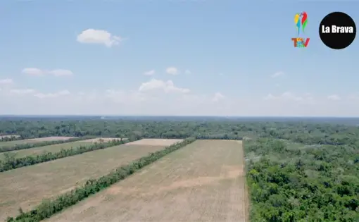An aerial overview of a deforested land plot.