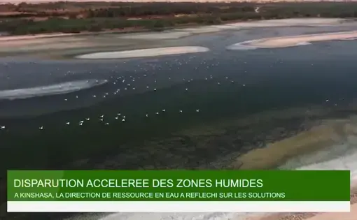 An aerial overview of a river and its birds.