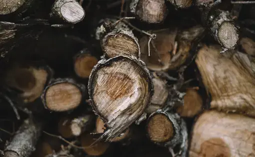 cut trees pilled up