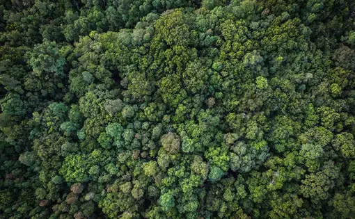 An aerial overview of a tropical rainforest.