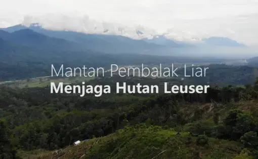An aerial overview of the Leuser forest in Indonesia.