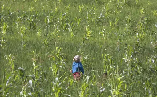 Filipino farmers in field