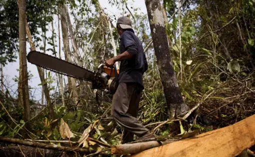 A person carries a chainsaw and prepares to cut down trees in Indonesia.