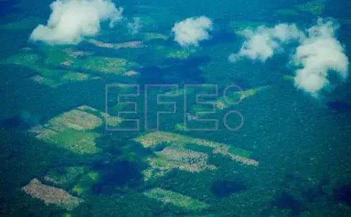 An aerial overview of a jungle.