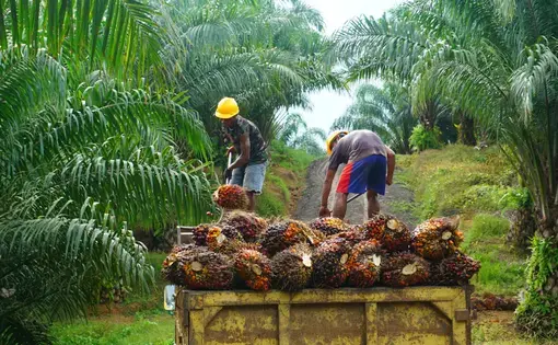 Two people load oil palm into a truck.