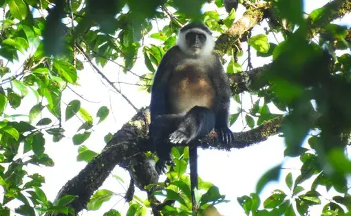 A monkey rests on a tree branch in Indonesia.