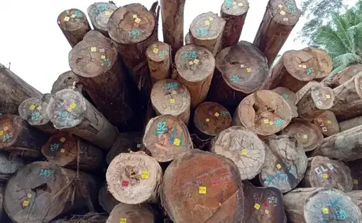 A huge pile of wooden logs lie on top of the ground.