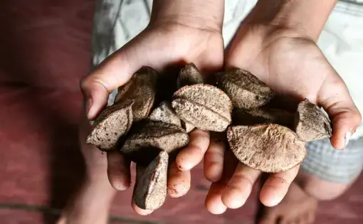 A man hold Brazilian nuts