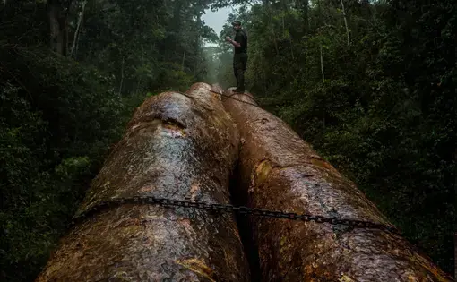 A ranger wears a green uniform and is walking on top of a large wooden log in Peru.