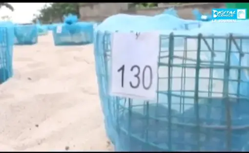 A series of baskets with blue nets is on a beach.