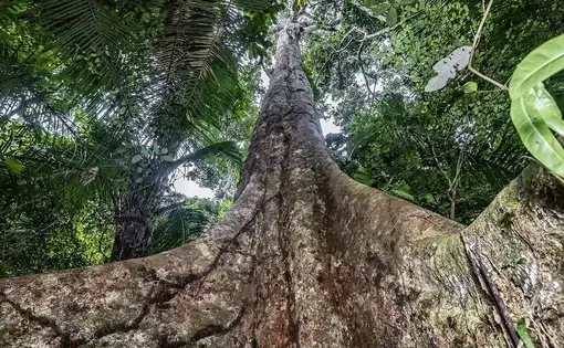 A Shihuahuaco tree in Peru.