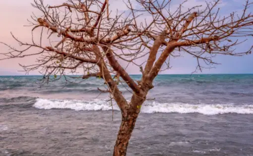A tree by the beach in Burundi.