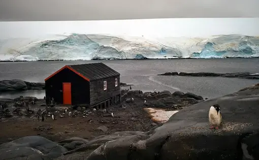 A penguin's life by Camille Seaman