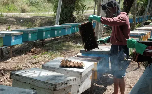 Bee Keeper in Indonesia