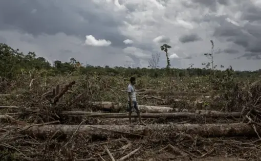 A person walks on a tree log in Brazil.