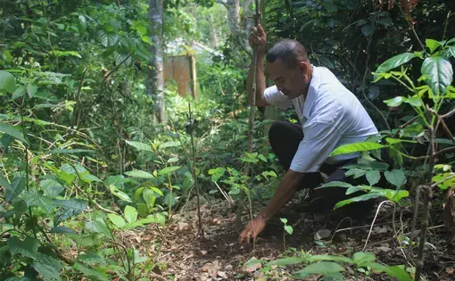 A man measures and examines plants using a stick while squatting in the rainforest.