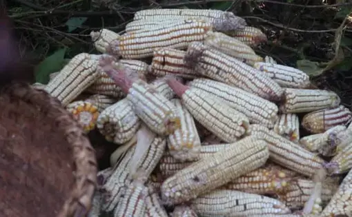 A stack of ears of corn