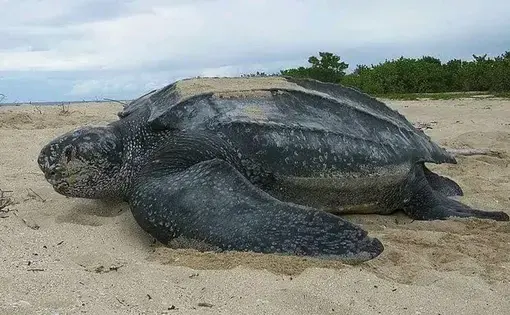 Tortue marine.