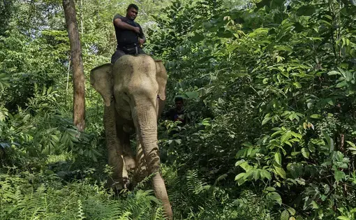 a man on an elephant