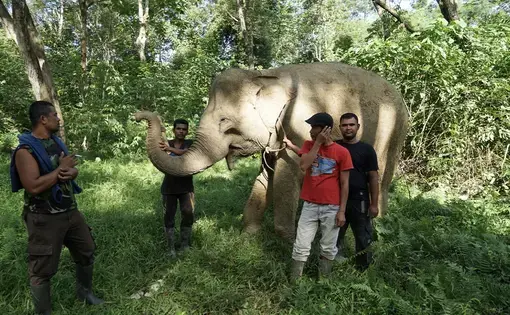 men gather around an elephant