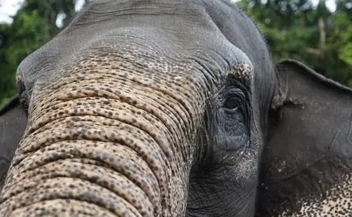 an elephant looks into the camera