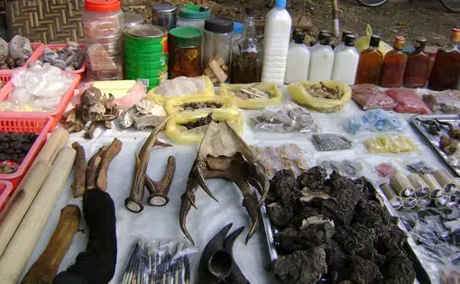 pieces of illegal wildlife trade