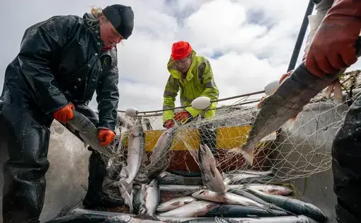 Bristol Bay