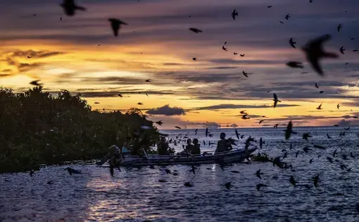 a sunset with birds