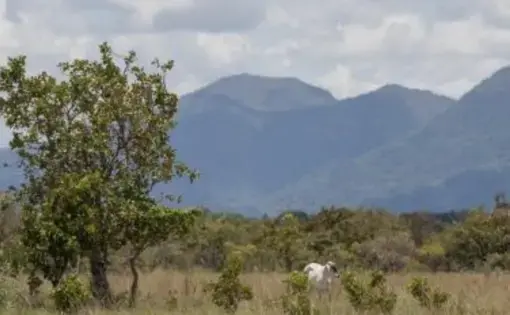 aa cow in a field