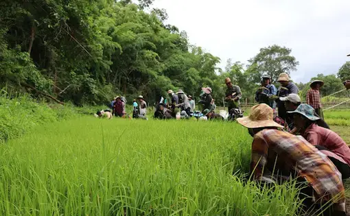A group of people work in a grassy area in Thailand, some crouching in the grass along a tree line