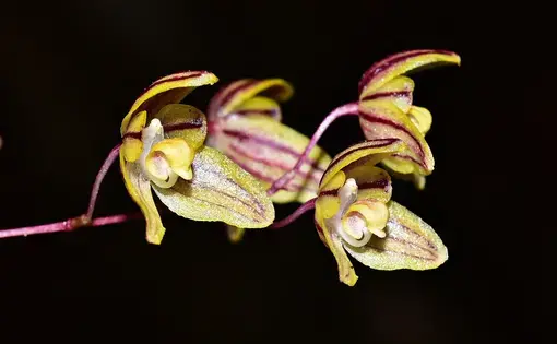 a yellow plant