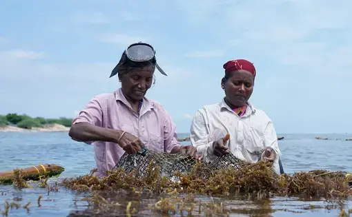 Two seaweed farmers at work