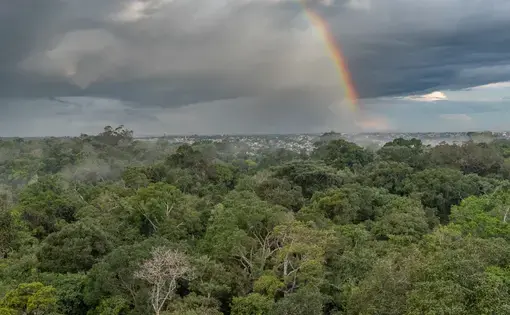 a rainbow and some trees