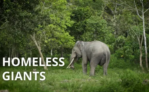 Video thumbnail. A lone elephant walks into a forested area. Reads, "Homeless Giants".