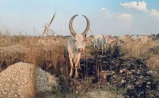 cattle in South Sudan