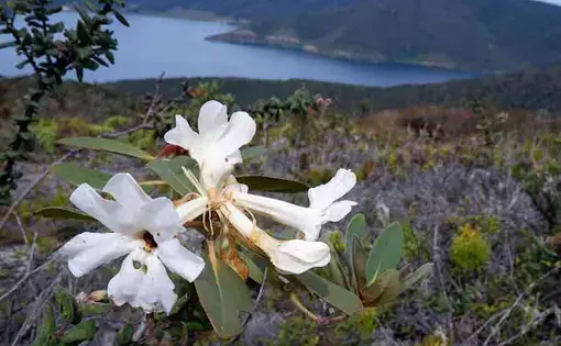 an orchid in the forest
