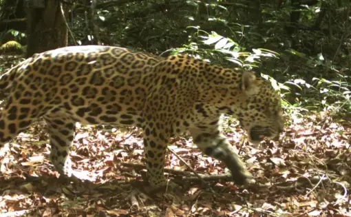 a jaguar in the jungle