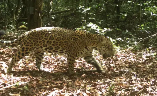 El rugido de Surinam