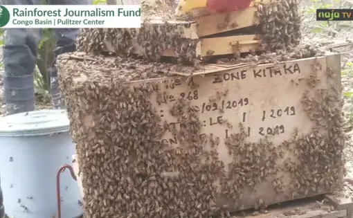 L'apiculture, une chance pour nos forêts