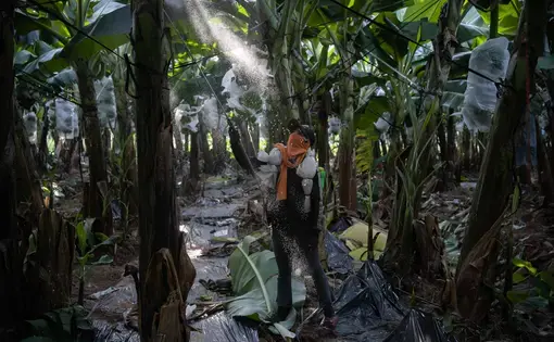 A worker sprays a mixture of fertiliser and pesticides on banana trees in Cambodia’s Kampot province. Plantations like this are another draw for rural migrants. (Image © Andy Ball)