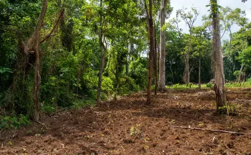 Disappearance of Sacred Forests