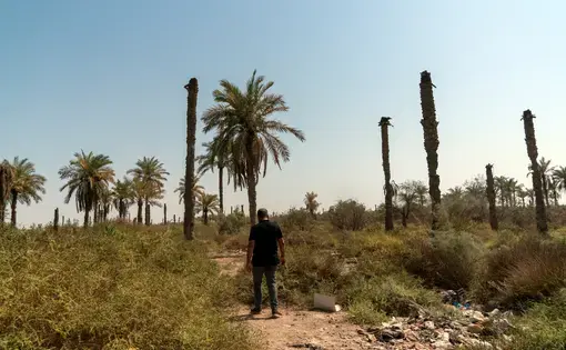A man walks through dried fields lined with palm trees in Iraq