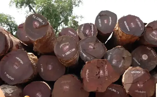 Forest: In DRC, Timber Creates Poverty (French)
