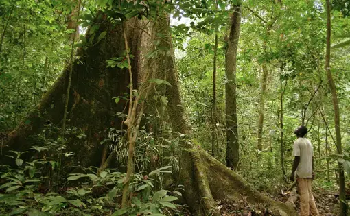 a person looks up at a tree