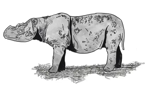 Illustration of a rhino.