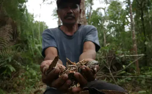 The links between Indonesia’s deforestation and Xinjiang