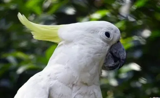 White cockatoo. Image by ANTARA.