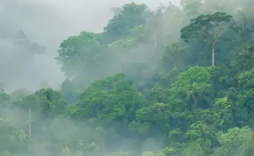rainforest in the Congo basin