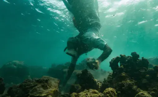 A person diving to collect seaweed
