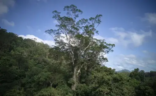 The tallest known tree in the Amazon